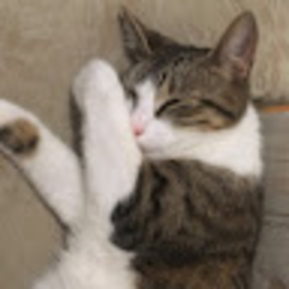 Meet your Posher, Romina